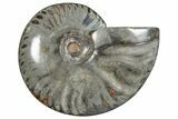 Polished Ammonite (Cleoniceras) Fossil - Unique Gray Color! #282413-1